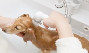 禧艾大师宠物洗发水怎么样