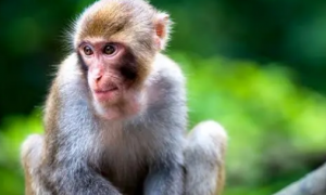 猴子可以家养吗