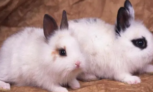 中国兔子品种