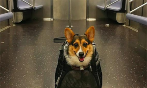 地铁上能带宠物吗