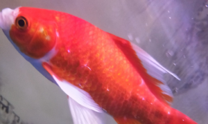 鱼身上有红色的血斑