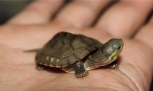 侏儒龟能繁殖吗