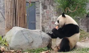 大熊猫被终身认养后费用