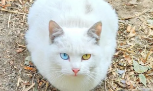 白色田园猫为什么异瞳