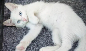 蓝眼白猫值多少钱一只