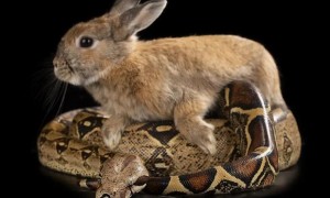 蛇盘兔怎么办