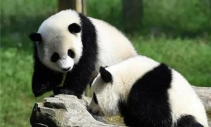 大熊猫是什么类别