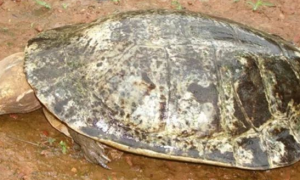 亚马逊蟾头侧颈龟