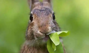 兔子最爱吃的食物是什么