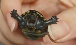 侏儒龟是什么