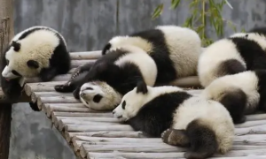 可以家养小熊猫吗