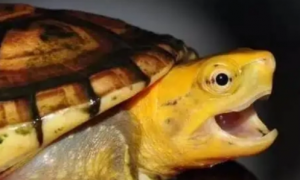 黄泽龟和头盔龟区别是什么