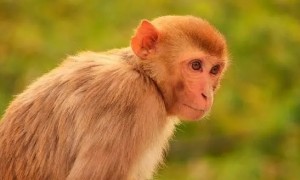 猴子有什么性格特点