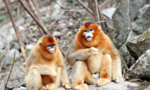 滇金丝猴和川金丝猴哪个更珍贵