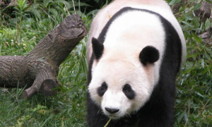 大熊猫的主要分布地区在哪里