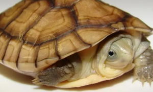 拟水龟和水龟什么区别