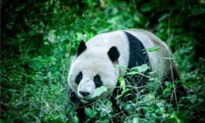 大熊猫降级是怎么回事