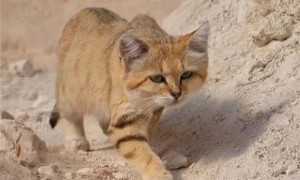 沙漠猫灭绝了吗