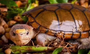 瓦拉塔泥龟可以冬眠吗