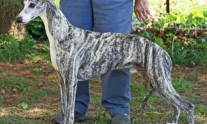惠比特大型纯种犬