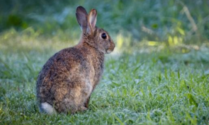兔子一般吃什么草