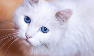 蓝眼猫是不是视力不好