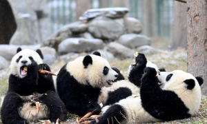 熊猫的食物是什么