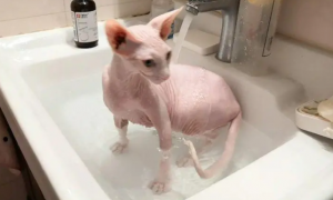 斯芬克斯猫洗完澡死了