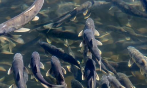 青海湖裸鲤保护怎么吃