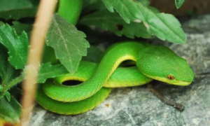 农村常见的绿色蛇