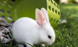 兔子能吃哈密瓜吗