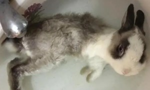 兔子可以洗澡吗
