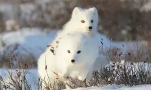 北极狐和耳廓狐的特征