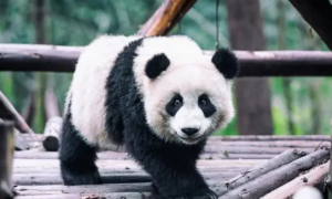 熊猫咬合力排世界第几