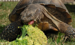 巨型吃菜龟能食用吗?