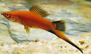 红箭鱼怎么配对繁殖