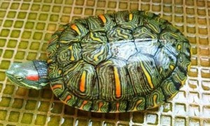 格兰德巴西龟图片辨识