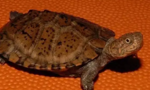 锯齿侧颈龟能冬眠吗