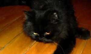 黑色波斯猫价格多少钱一只