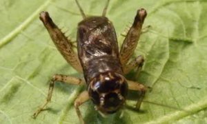 蟋蟀的养殖方法和技术