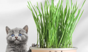 仙森元猫草有几种