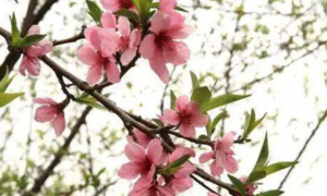 桃树一般为哪种花芽类型