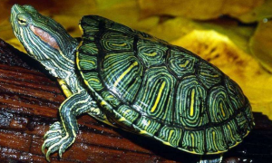 巴西龟和草龟有什么区别