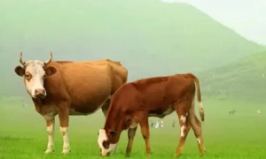 牛一年生几胎