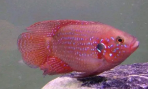 红宝石鱼嘴对嘴是要繁殖