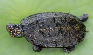 斯里兰卡黑山龟为什么贵