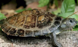 巴西侧颈龟寿命图片