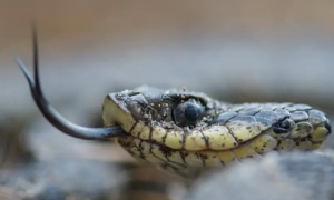 蛇是无脊椎动物吗