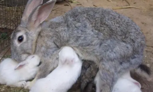 母兔兔子阴囊肿大原因