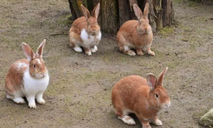 新手适合养哪种兔子